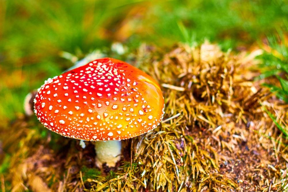 mushroom beside grass