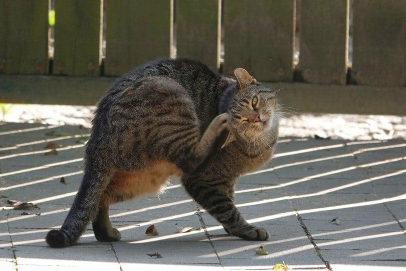 un gato rascándose la oreja al aire libre