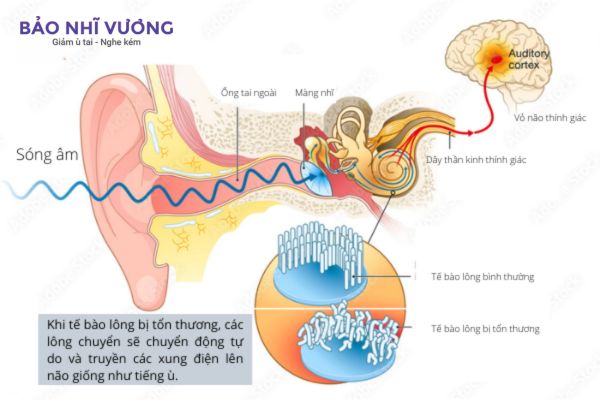 ton-thuong-te-bao-long-tai