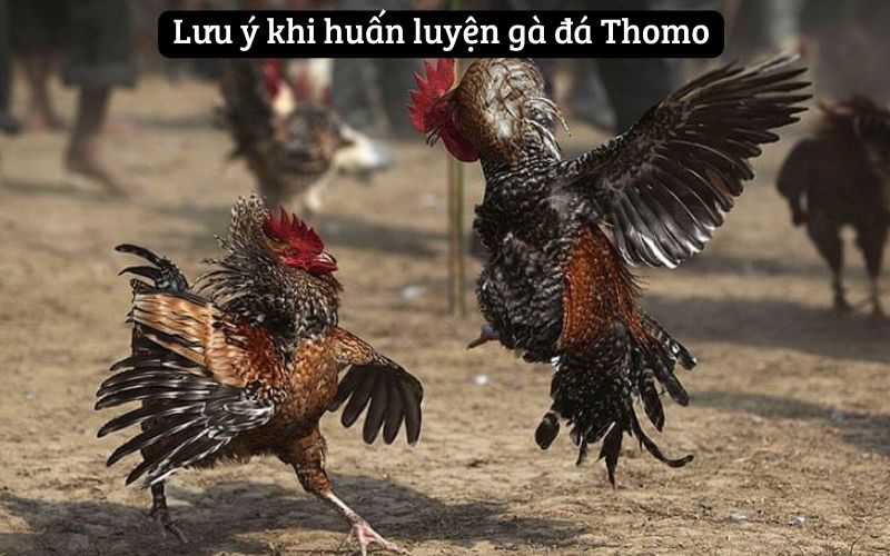 Lưu ý khi huấn luyện gà đá Thomo