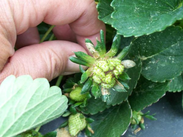 Lack of Pollination