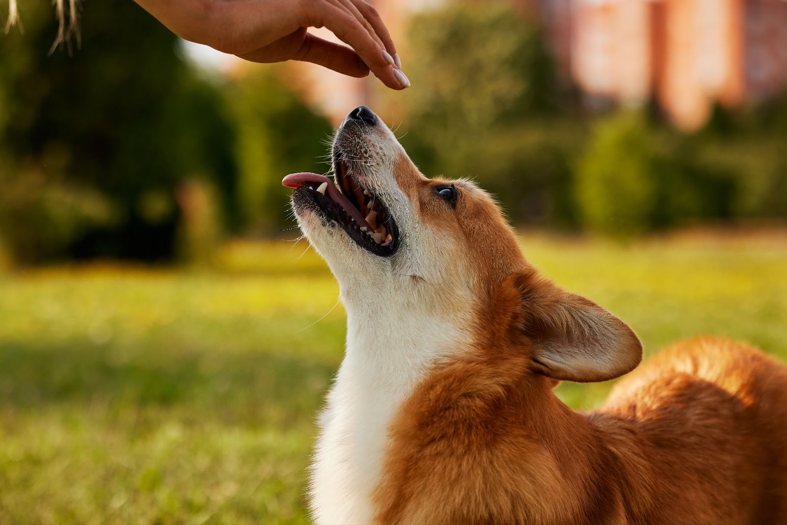 hand petting a dog