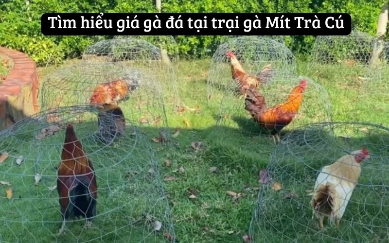 Tìm hiểu giá gà đá tại trại gà Mít Trà Cú