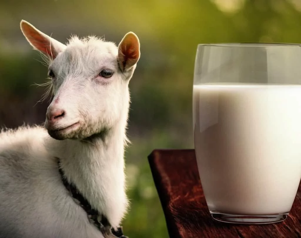 Goat milk can replace cow's milk, providing good nutrients for humans