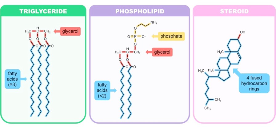 lipid types