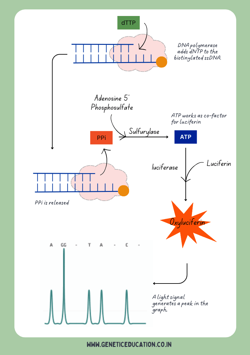 Illustration of the pyrosequencing technique.
