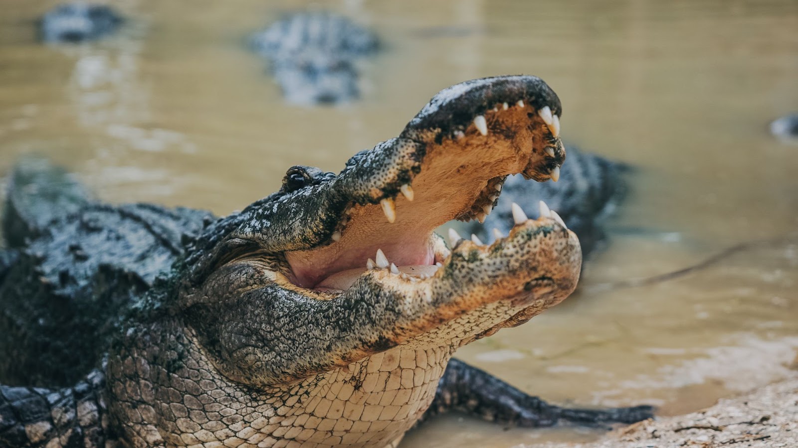 An adult gator gets ready to eat some food at Wild Florida