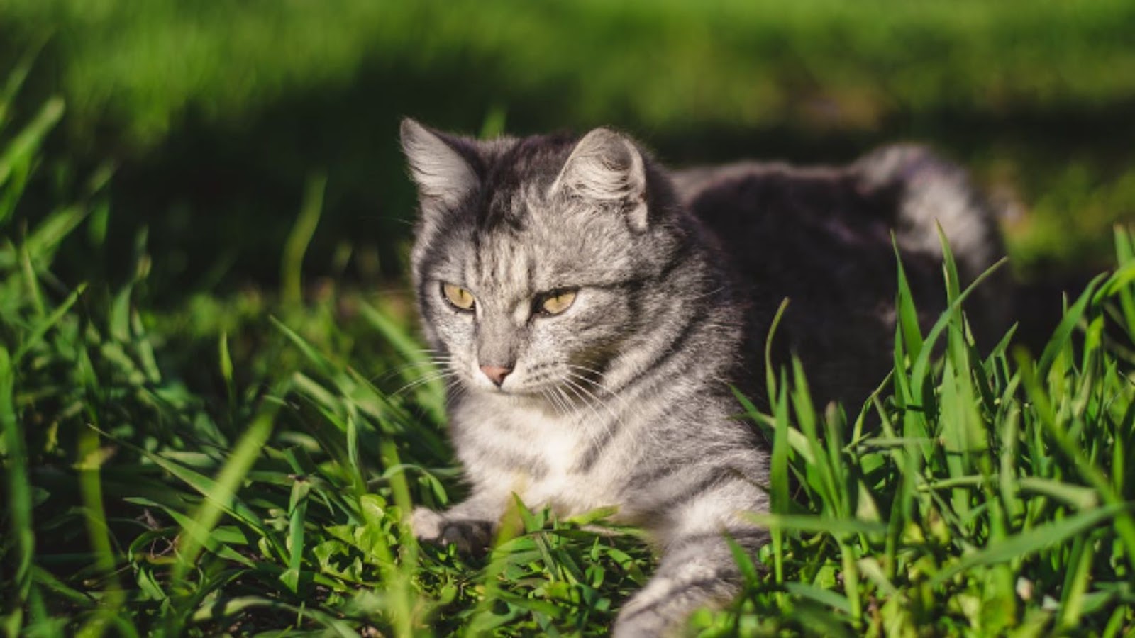 grey tabby