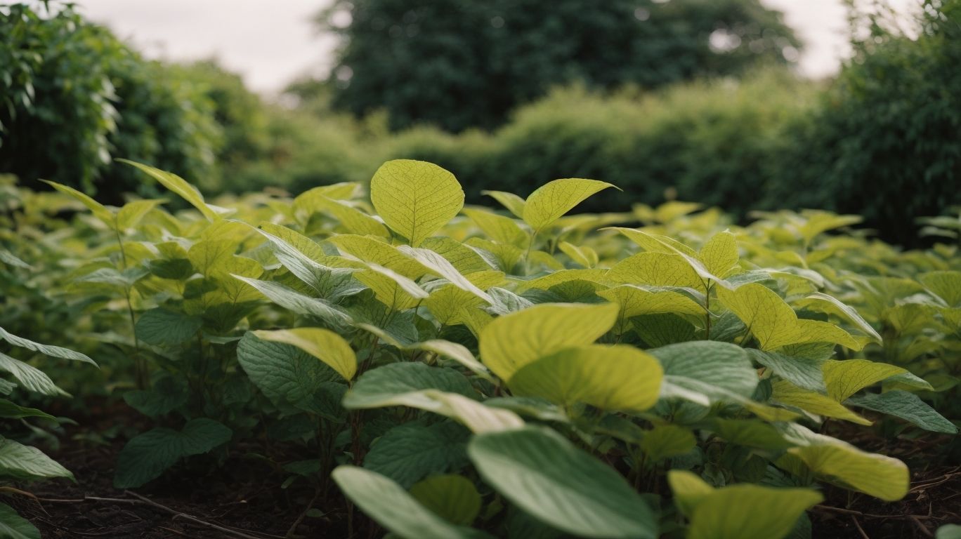 How to Prevent Japanese Knotweed from Spreading - Japanese Knotweed Treatment