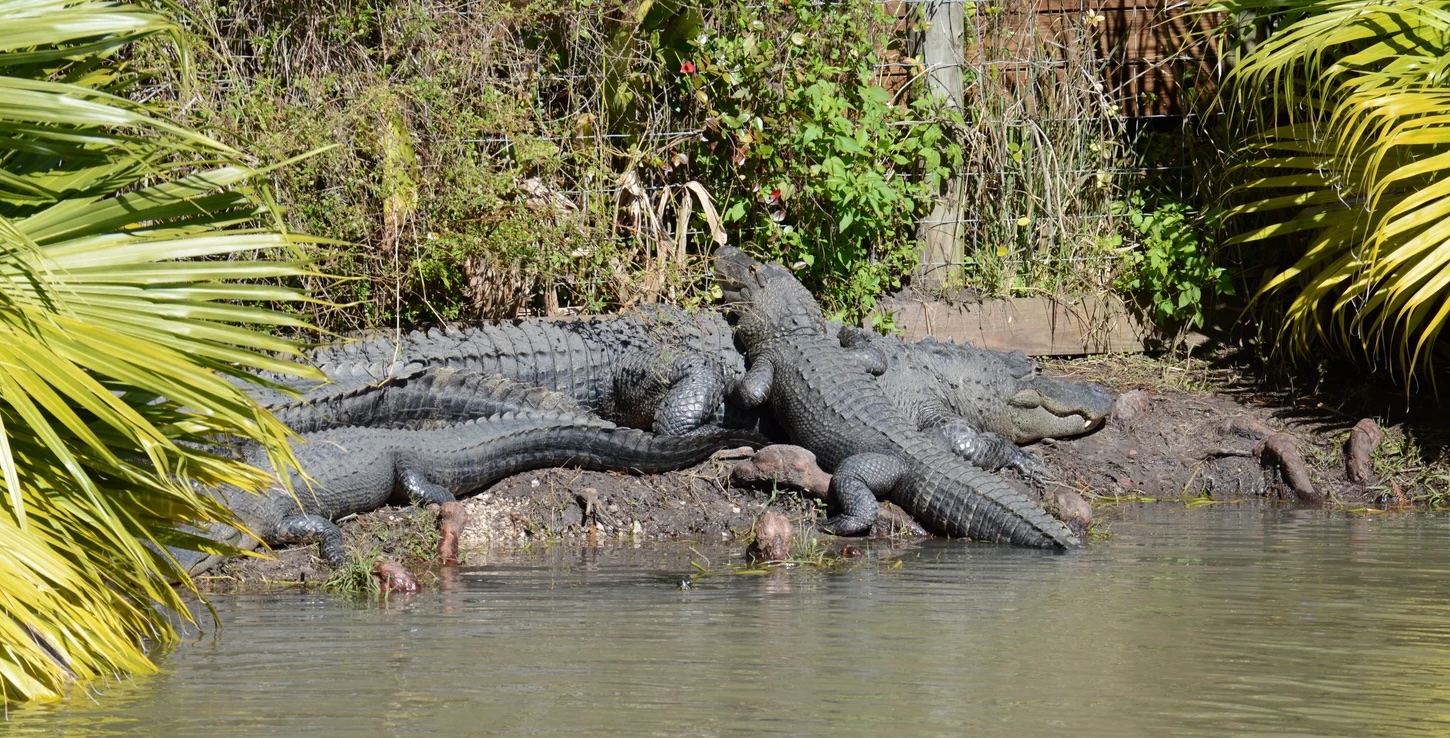 Crocodiles sun bathe by the water at Wild Florida's Gator Park