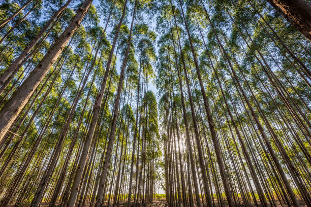 Les petits prodiges du miel d'eucalyptus du Maroc |