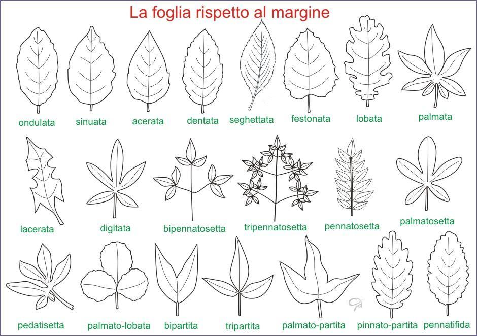 Amint: Tavole di morfologia vegetale: le foglie
