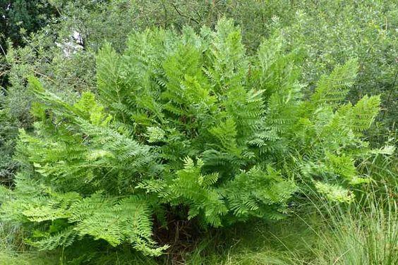 Royal Ferns 