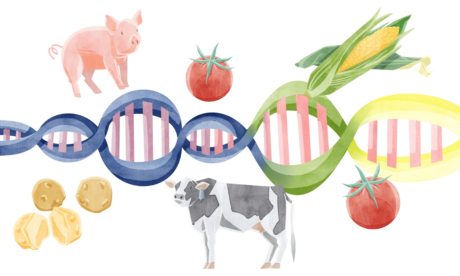 Non-GMOとは？遺伝子組換え作物や日本の表示制度を解説