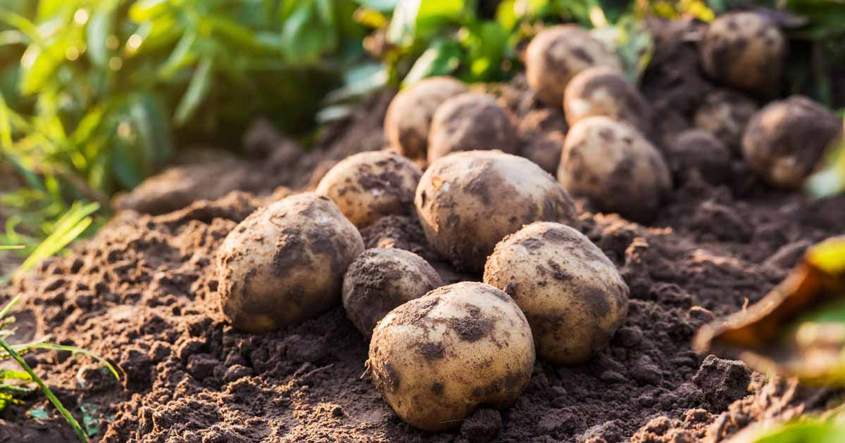 What You Need to Know About Growing Potatoes in the Winter