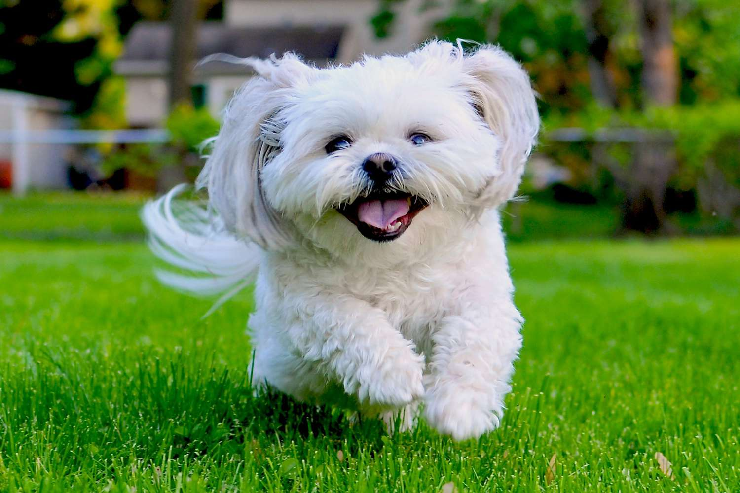 Why Shih Tzus Are the Worst Dogs