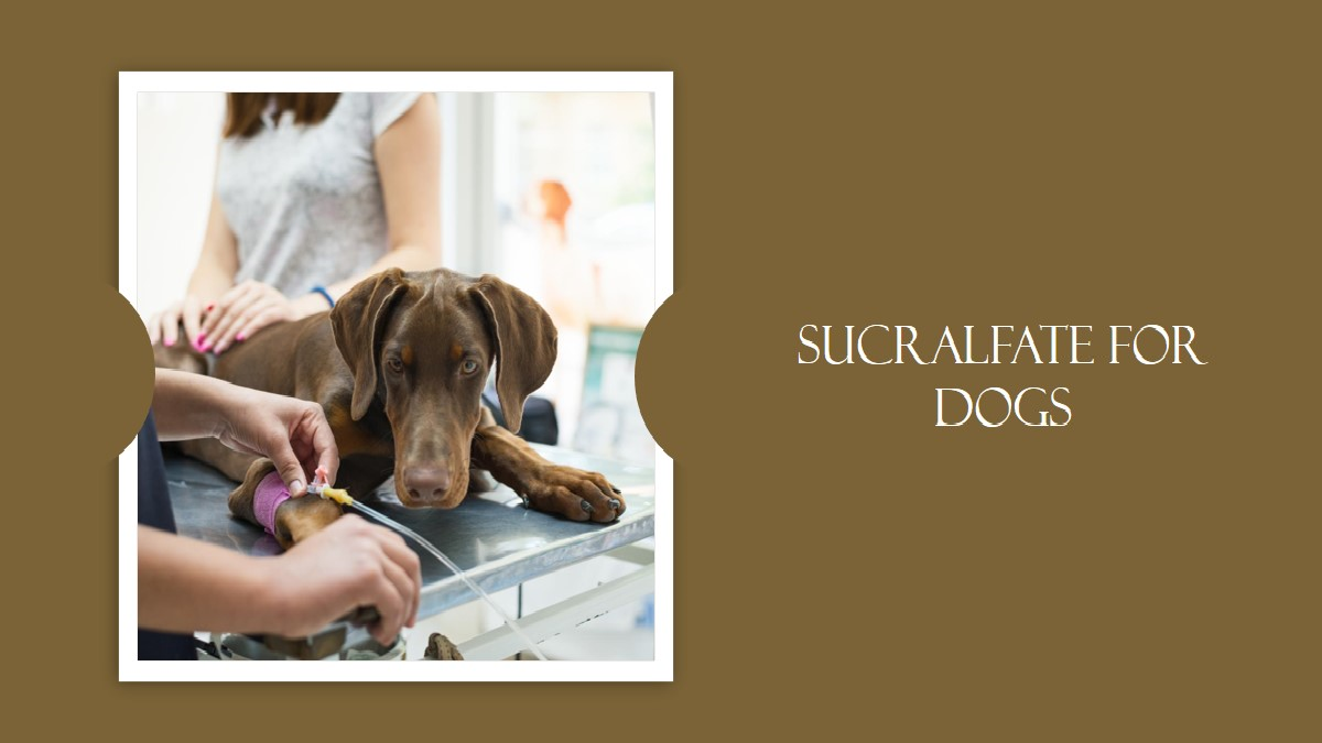 Sucralfate for Dogs Veterinary Insights