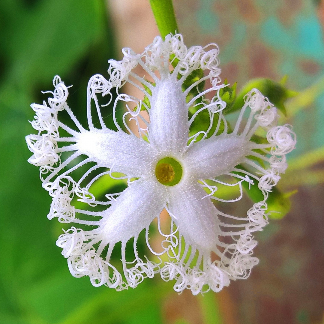 Snake Gourd (Trichosanthes anguina)