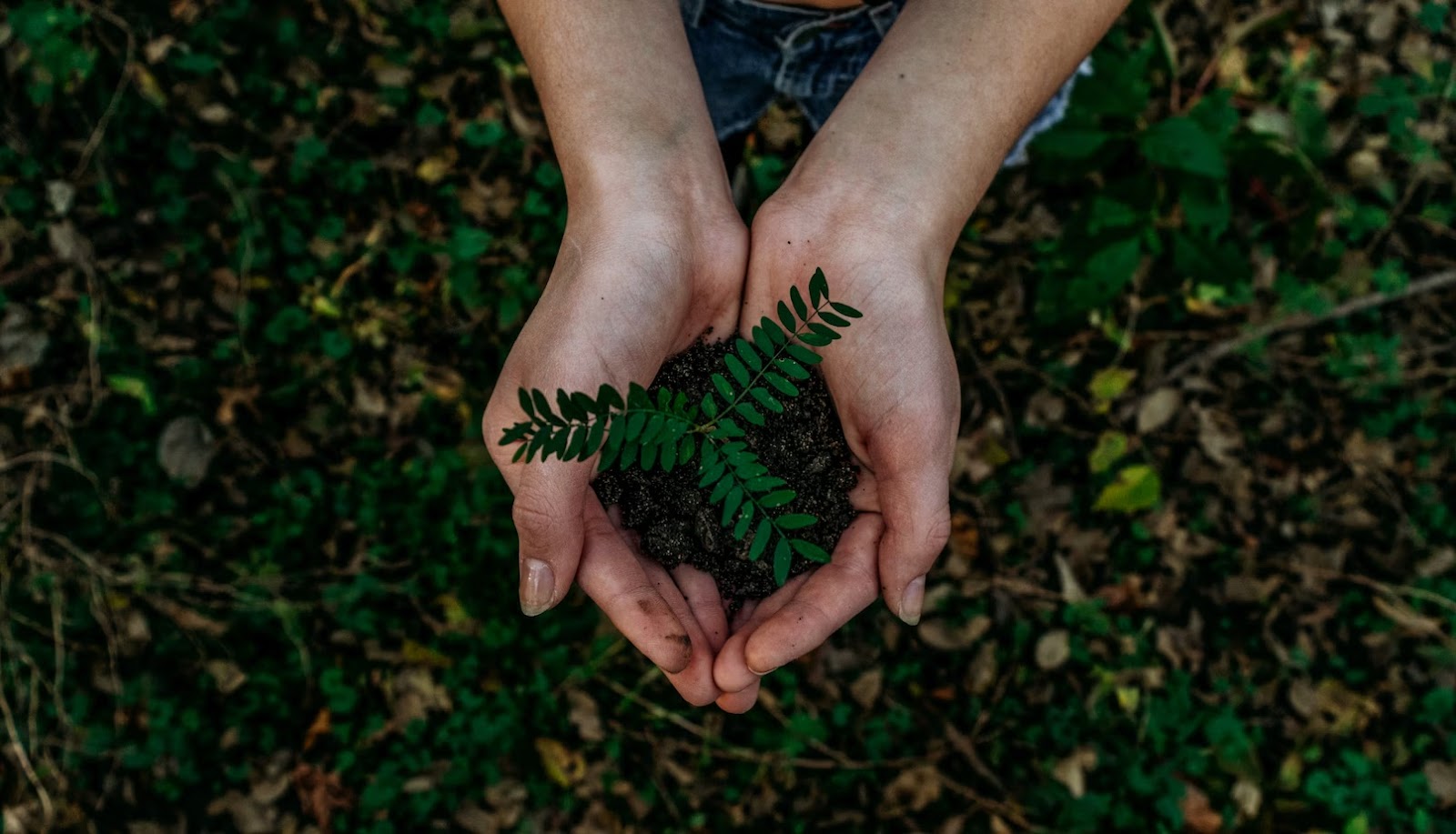 Small plant in hand - What Is Off-Grid Living