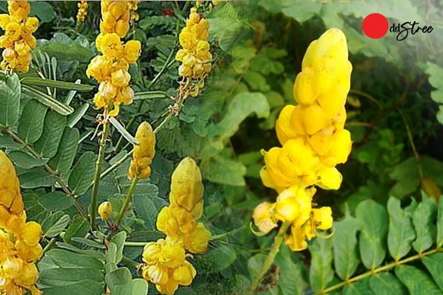 Benefits of hinglaj plant in Hindi- हिंगलाज एक ऐसा पौधा जो करता है चमत्कार