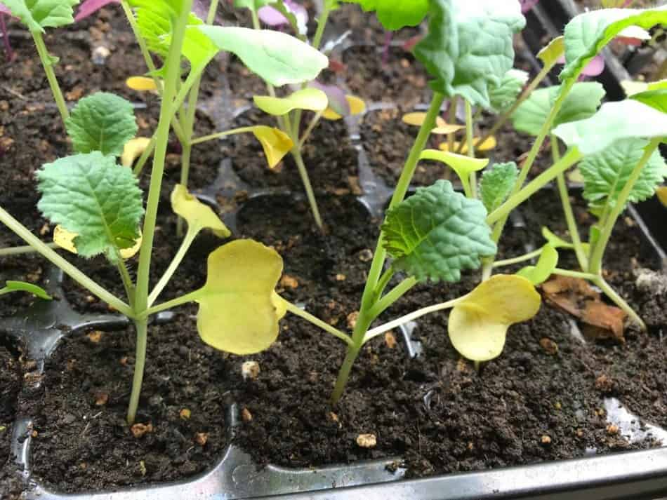 Diseases and Pests