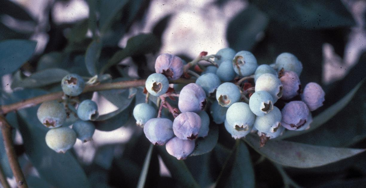 Why did my blueberries not bloom this year