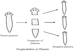 E:\savinay\FragmentationInPlanaria.png