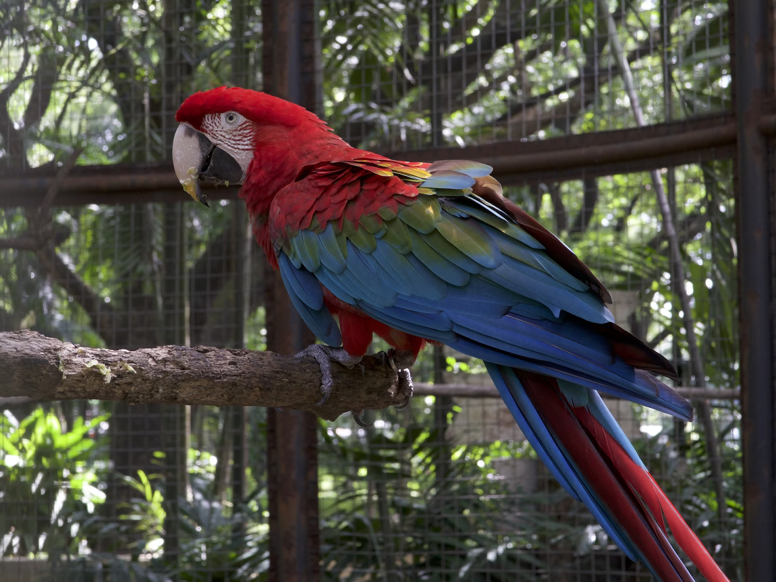 A parrot at a petting zoo in Lagos