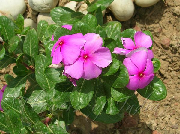 Catharanthus roseus - Periwinkle