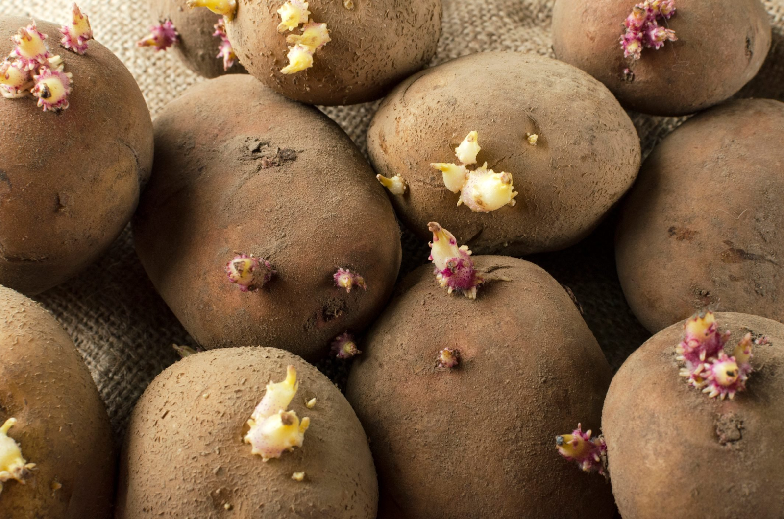 Factors Contributing to Potatoes Sprouting