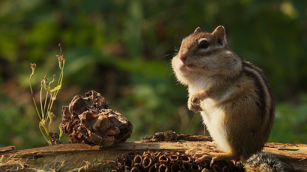 Do Chipmunks Eat Garter Snakes