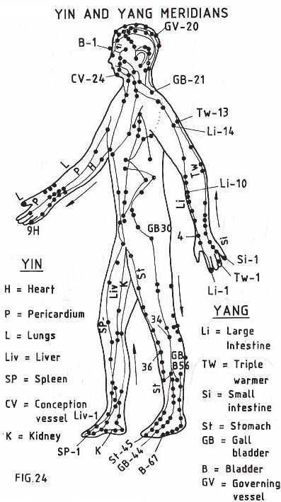 common acupoints in human body diagram