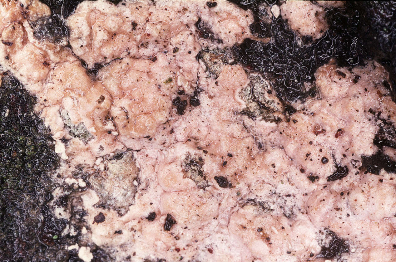 the dangers of pink mold