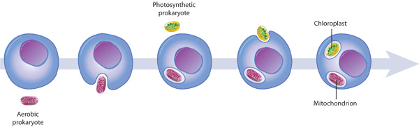 IB Biology - The Origins of Cell - IB biology cell theory Endosymbiotic Theory