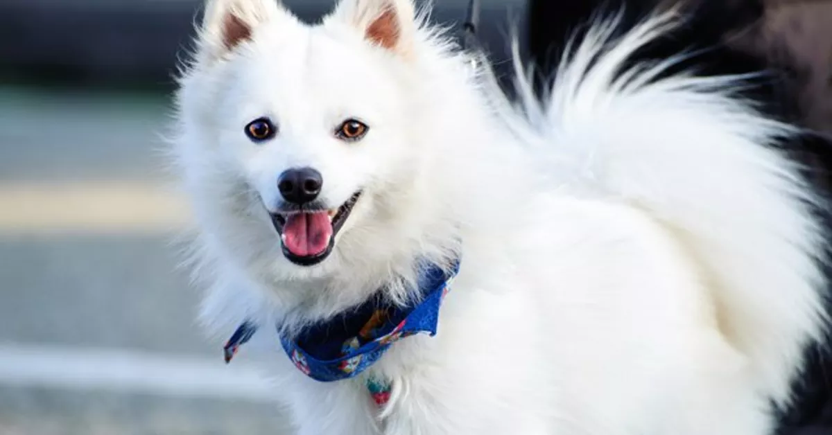 Dogs  Look Like Foxes