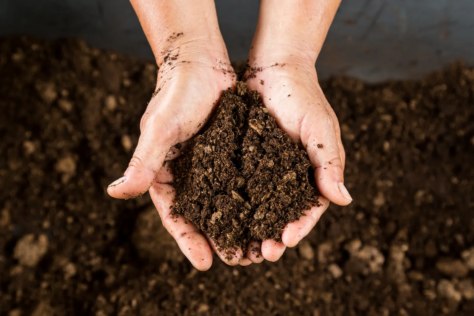 Introduce peat moss