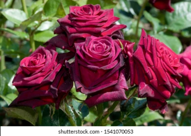 Black Baccara Rose