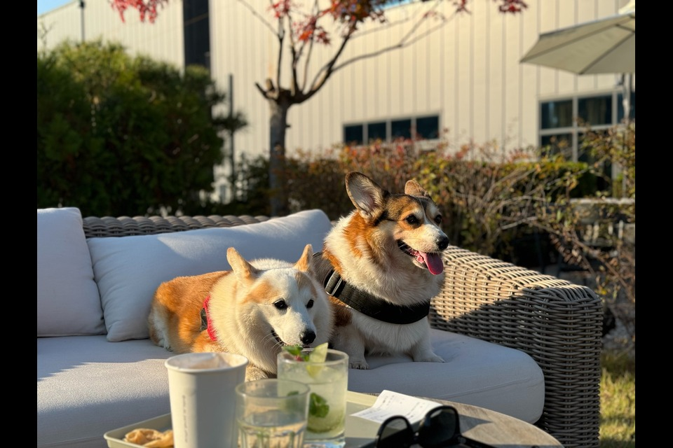 travelling with pets in europe