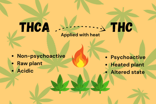 THCA vs. THC with a depiction of how THCA is converted into THC. 