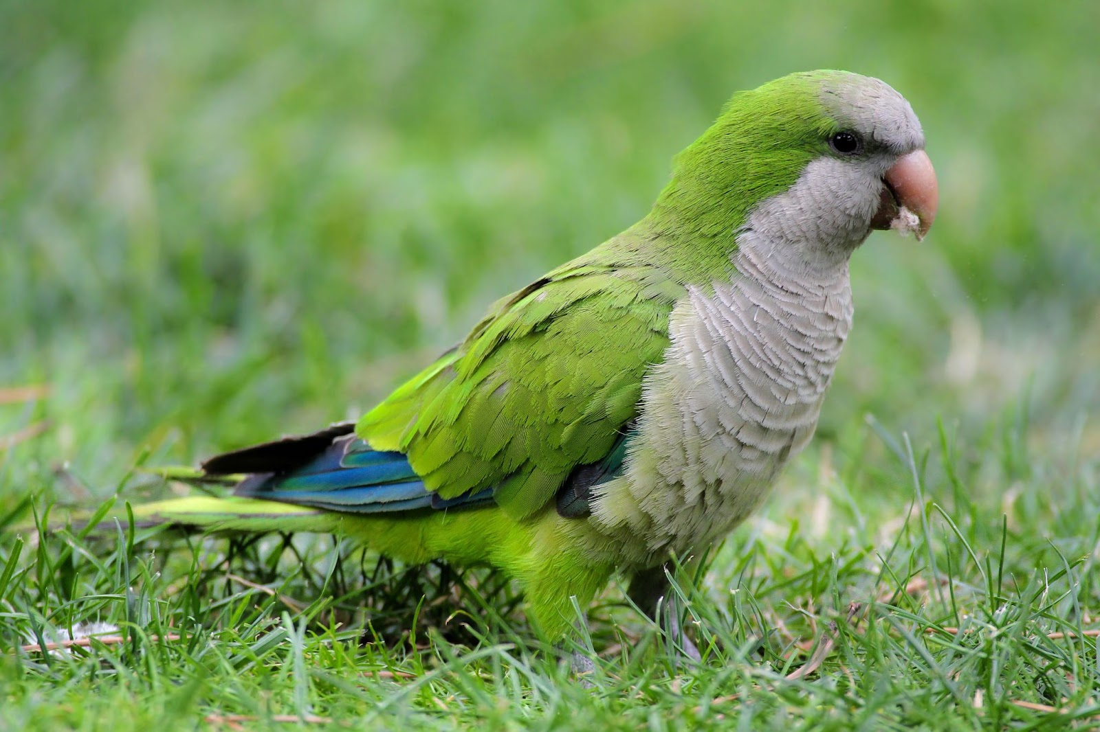 Quaker Parrots Green