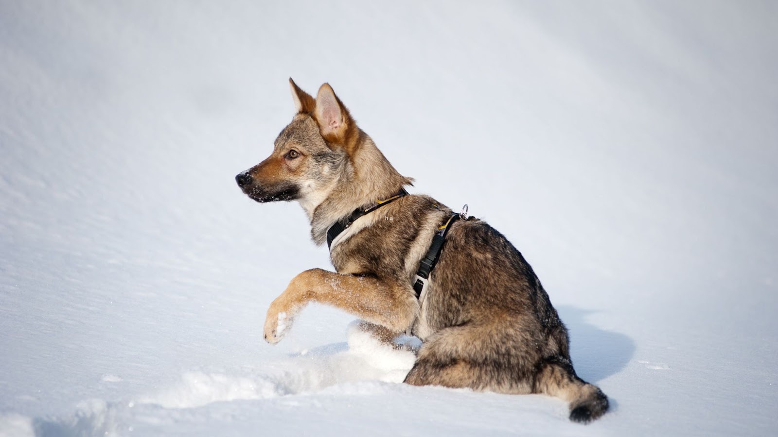 Cute Czechoslovakian Vlcak dog playing in snow