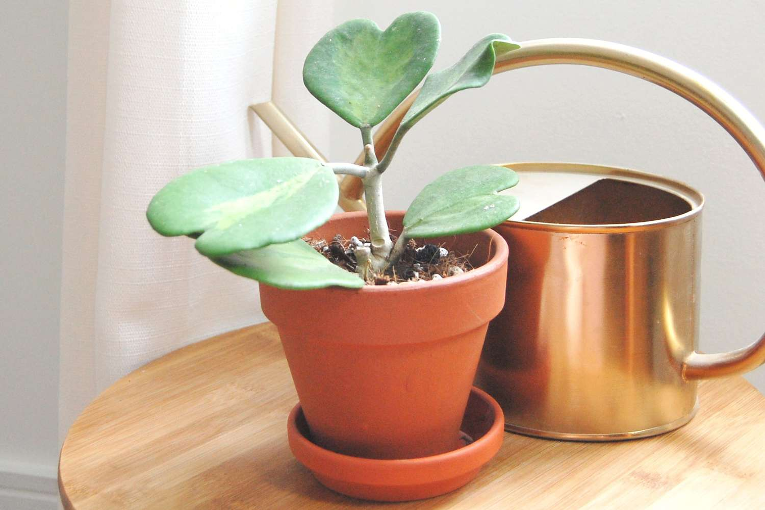 Heart Hoya (Hoya kerrii)