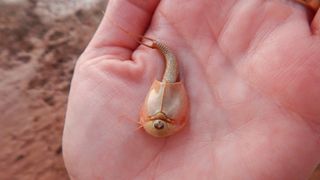 One of the triops — a small, three-eyed crustacean — from the ball court pond at Wupatki National Monument in Arizona.