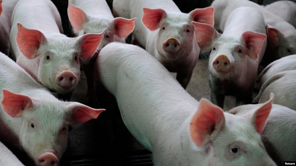 Các nước trên thế giới hiện đang nóng lòng tìm kiếm vaccine ngừa dịch tả lợn châu Phi (ASF), căn bệnh nan y và có tỷ lệ lợn tử vong cao, dẫn đến thiệt hại nặng nề cho các trang trại bị nhiễm bệnh.