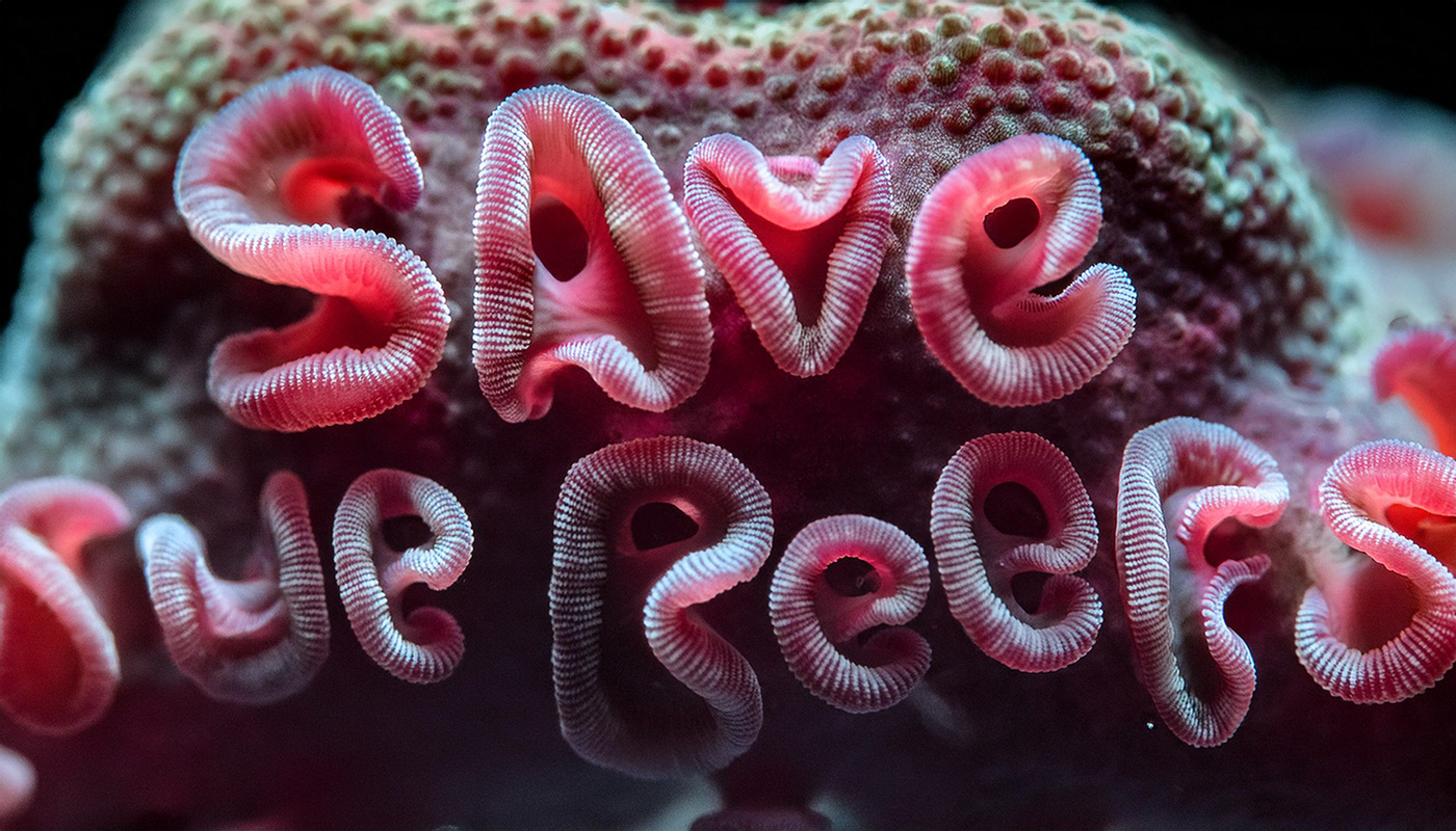 Artifact from the Save the Reefs: AI Illustration Bringing Awareness to Coral Bleaching on Abduzeedo