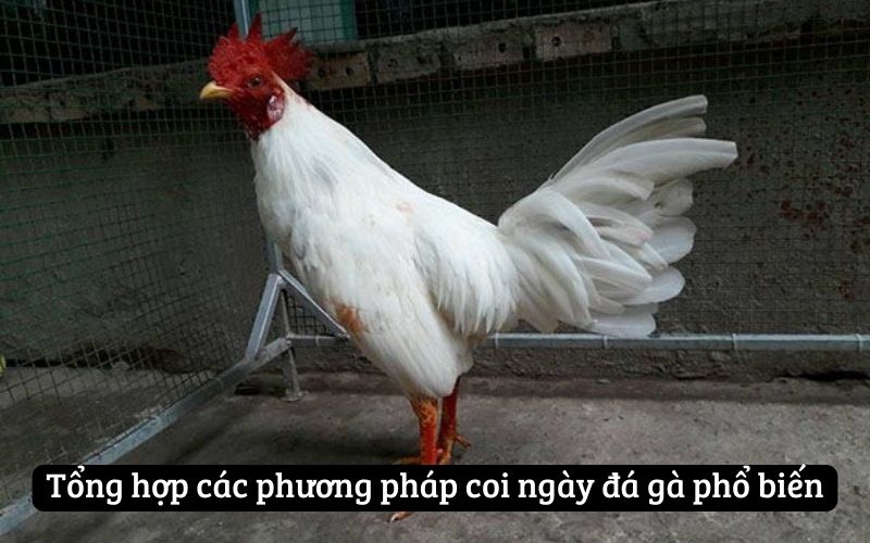 Tổng hợp các phương pháp coi ngày đá gà phổ biến