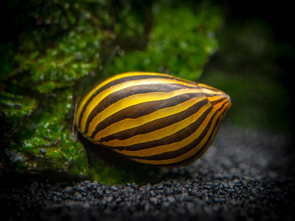 Do Nerite Snails Reproduce