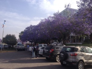 Mati at Universidad Nacional La Rioja, the trees were covered with purple flowers