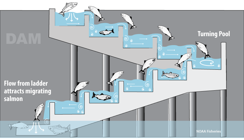 FISH LADDER WITH FISH | Ladder, Design, Fish