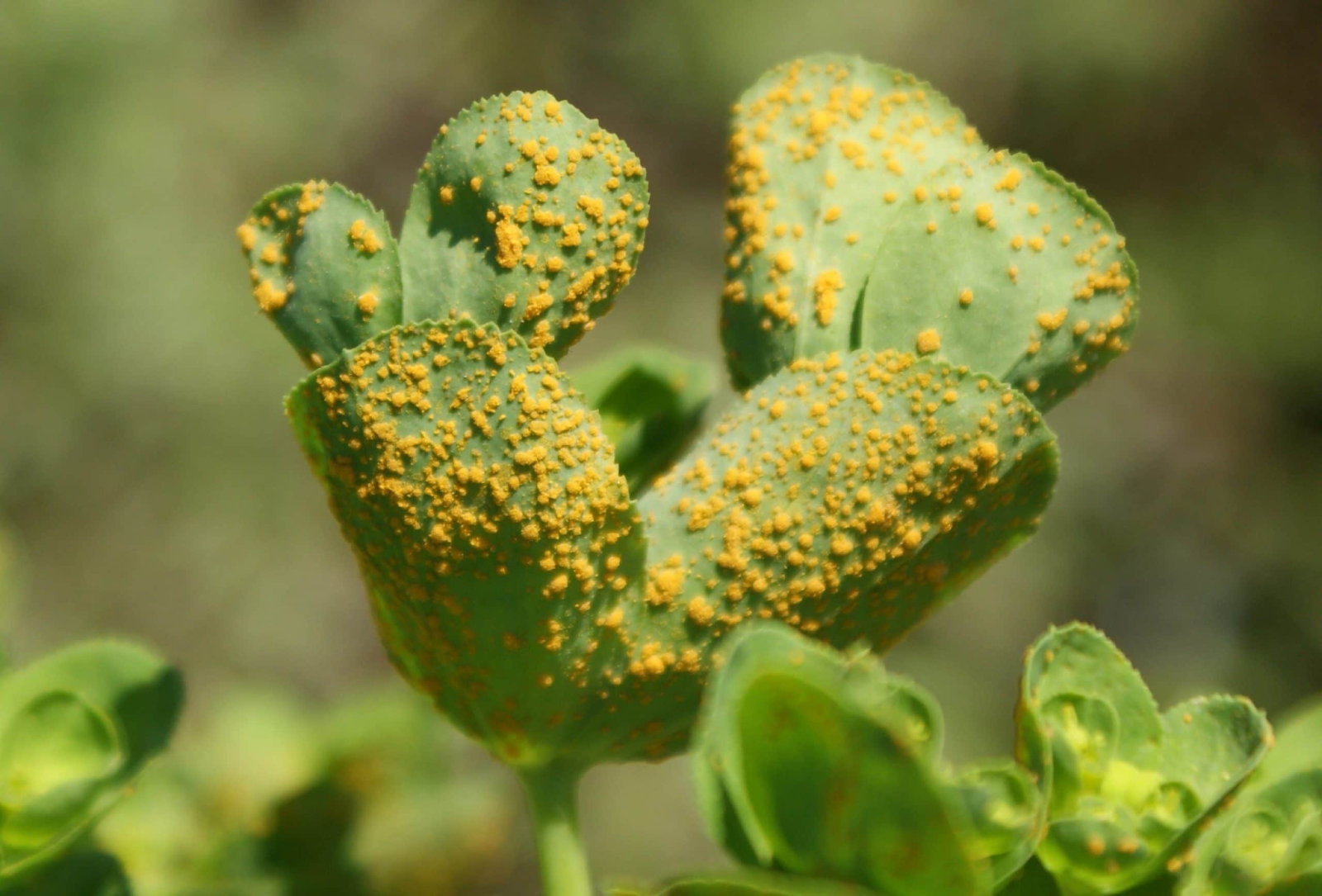 Why does a cactus have rust or orange spots